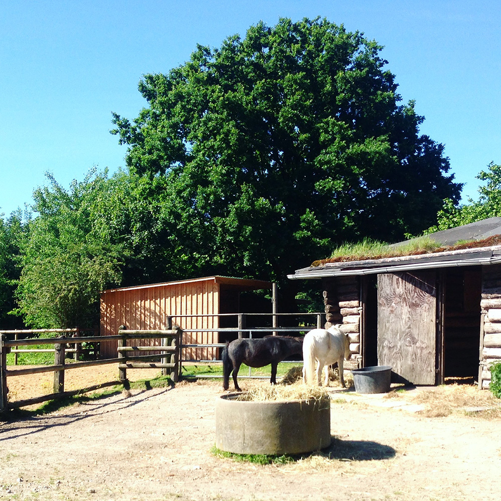 Pony reiten im Niendorfer Gehege - Ausflüge mit Kindern in Hamburg - Pferde reiten Kinder