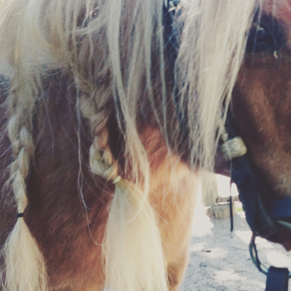 Pony reiten im Niendorfer Gehege - Ausflüge mit Kindern in Hamburg - Pferde reiten Kinder